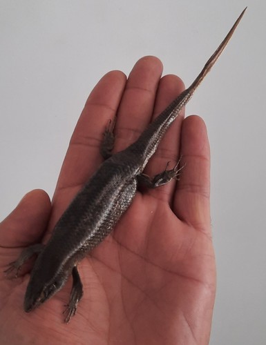 Curiosité taxidermie - ,,