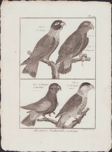 1790 buffon bonnaterre - 1790,