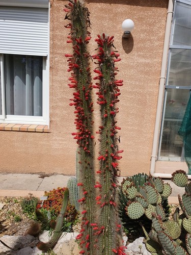 Cactus cierge cleistocactus - -,
