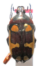 CHONDRORRHINA bonnardi  PARATYPE  M A1 23 mm