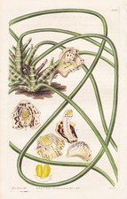 Maxillaria Steelii Guyana