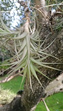 Tillandsia bergeri air plant Trois Tiges 