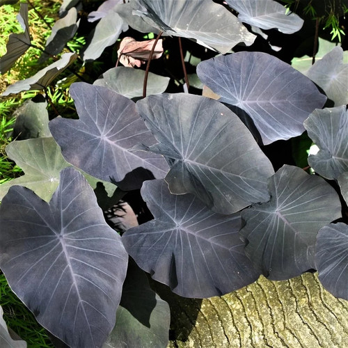 Colocasia esculenta black - colocasia,