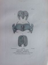 Callianire Squelette