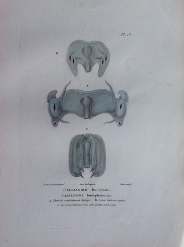 Callianire squelette - callianire,