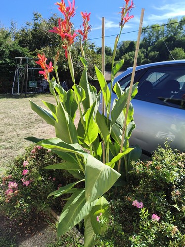 Lot bulbes de canna - de,