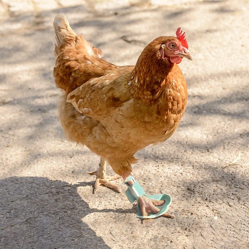 Pack chicken protective - chicken,
