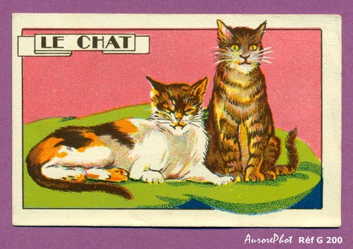 Chromo animaux chat cat - le,