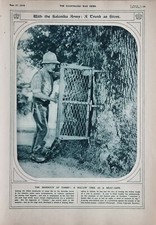 1916 WWI WW1 Imprimé Salonique Armée Tree Coffre As Magasin Creux Tree