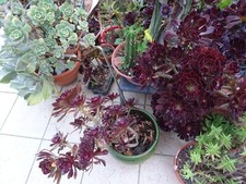 20 boutures de plantes