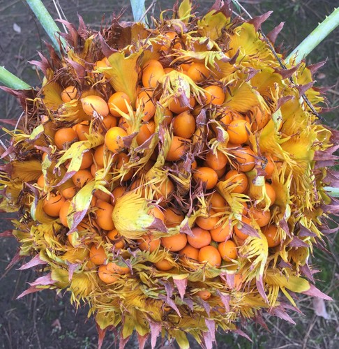 Cycas siamensis 3cm - cycas, 2-3cm