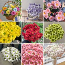 188 pièces petites graines de