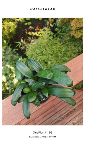 Lost tag clivia seedlings - 12,