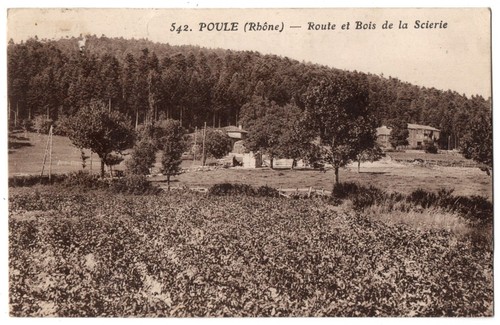 Cpa poule 542 - -,