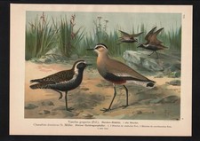 1880 - Pluie D'Or De Kiebitz Oiseaux Oiseau Lithographie En Couleurs Naumann