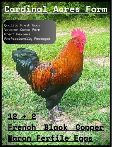 French black copper - 2,