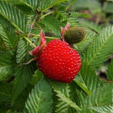 Framboise japonaise - Rubus illecebrosus - 10+ graines - céréales - semilles ...