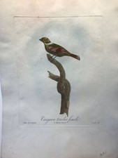 Tangara tricolor femelle