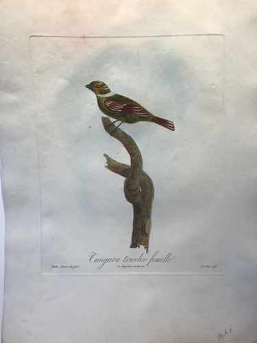 Tangara tricolor femelle