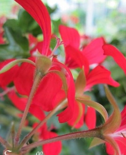 Geranium lierre carminé - ♫,