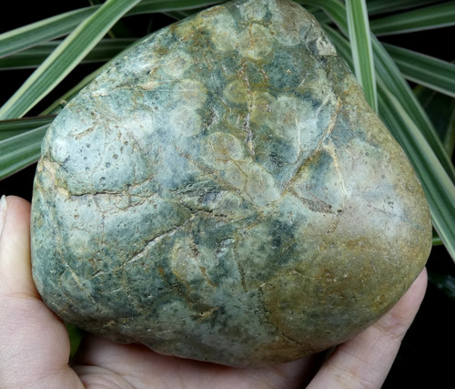 Variolite pierre venin - variolite, à