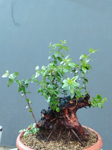 Bonsaï myrte sauvage 20 - myrte, x