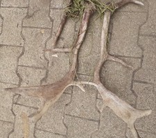 taxidermie taxidermy bois daim