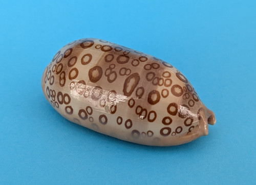 Cypraea argus contracasta - , 58,9