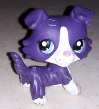 Petshop chien colley 1676