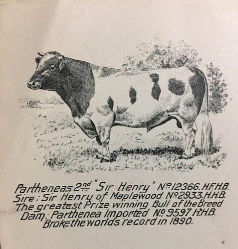 1890 maples stock - stock, rood