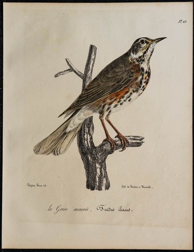 1830 grive mauvis - -,