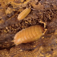 Porcellio scaber 'Orange' ×15 - Isopode Cloporte Vivarium Terrarium Bioactif