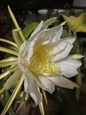 Bouture fruit de dragon -