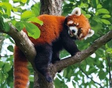 Aimant 3D Panda Rouge Pour Réfrigérateur Tableau Magnétique