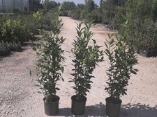 N°2 PLANTES DE LAURIER POT 20