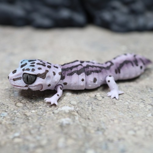 Figurine couleur bande chauve