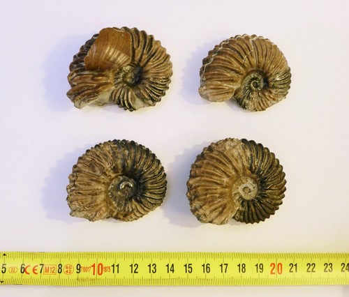 Lots ammonites hoplites - lots, de