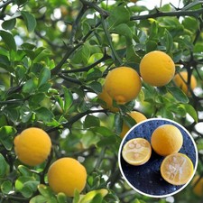 Poncirus trifoliata 'Kryder' - Citronnier épineux