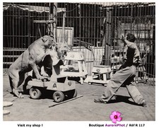 CIRQUE , LE DOMPTEUR DRESSEUR DE LIONS TONY VITANZA, FAUVES, NUMÉRO CIRCUS -R117