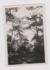 photo ancienne ?️ sentier forestier lumière années 1930 rare