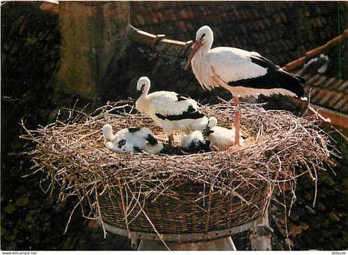 Carte postale animaux - carte,