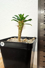 Euphorbia guillauminiana