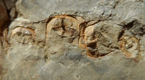Trilobite ordovicien la - ordovicien,