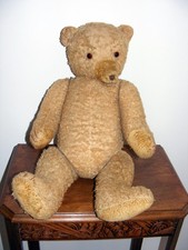 Gustave grand ours ancien