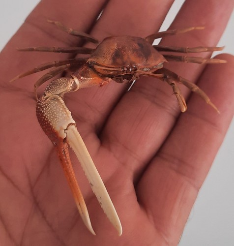 Curiosité taxidermie - ,,