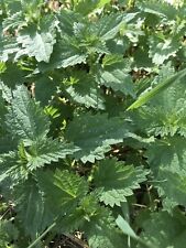 POUDRE ORTIE PIQUANTE+URTICA