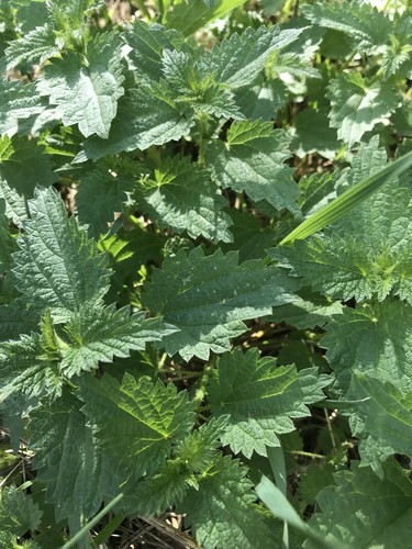 Poudre ortie piquante - poudre,
