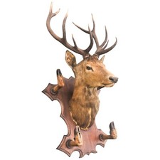 Taxidermie Trophée chasse tête de cerf 10 cors 4 pieds servant de porte manteau