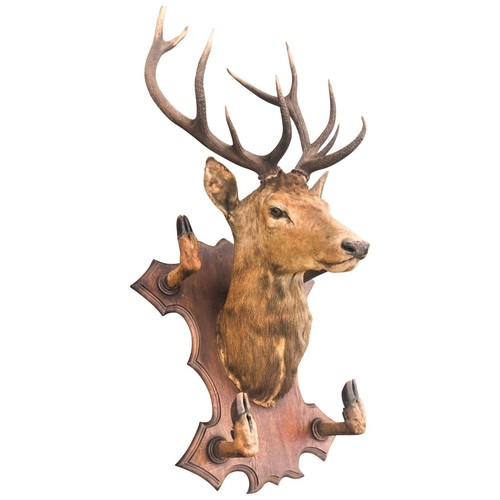 Taxidermie trophée chasse - taxidermie,