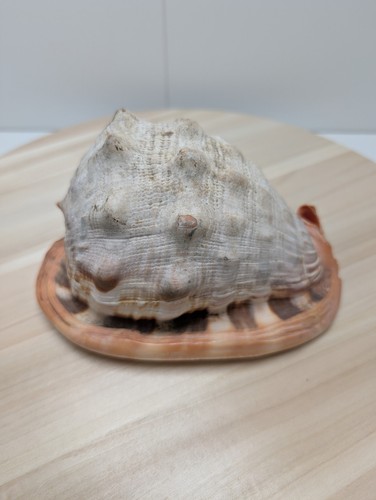 Très beau coquillage - beau, conque